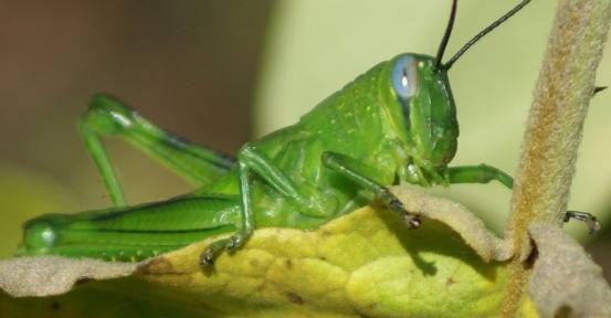  Evde ”çekirge, lahana kelebeği, ipek böceği besleyin!