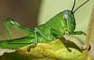  Evde ”çekirge, lahana kelebeği, ipek böceği besleyin!