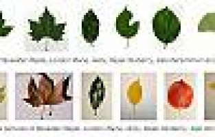 Türk bilim adamlarından birincilik